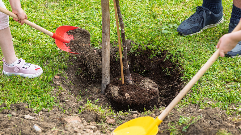 A walnut sapling being placed into the ground