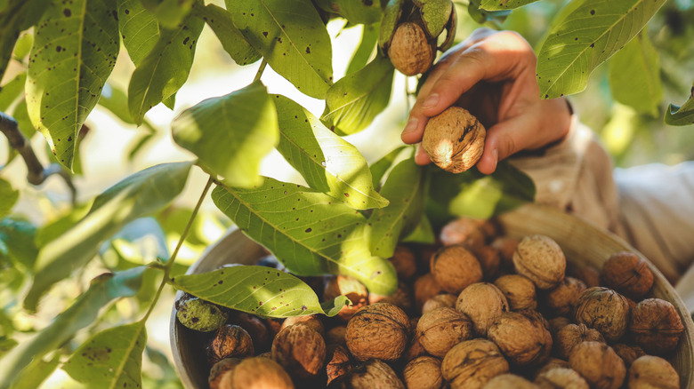 Person harvesting walnuts from a tree