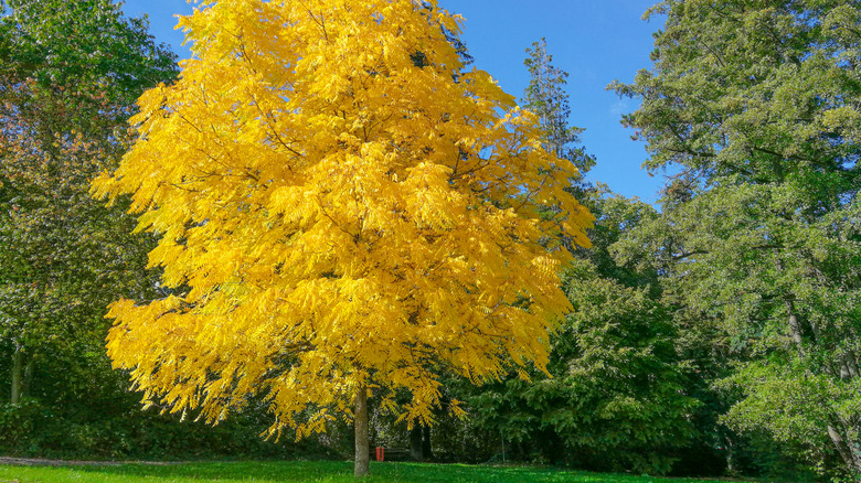 Black walnut tree with yellow leaves in autumn
