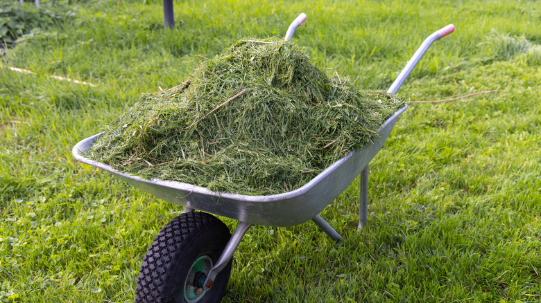 wheelbarrow full of long grass clippings