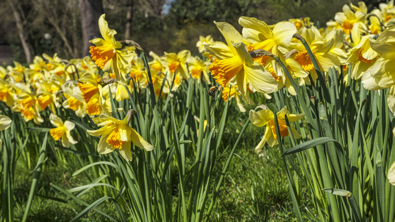 Daffodils blooming in a garden.