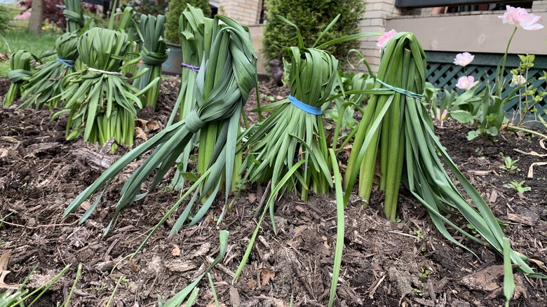 Daffodil leaves tied together.