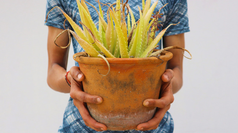 woman holding dying aloe vera plant 