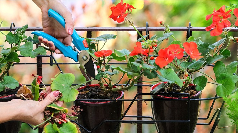 Person pruning flowers in pots