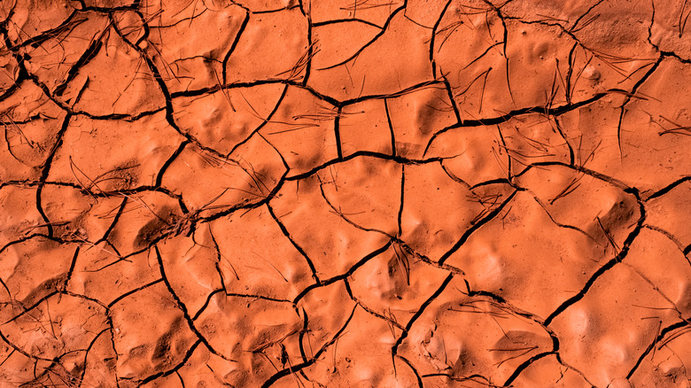 Dry, cracked red soil