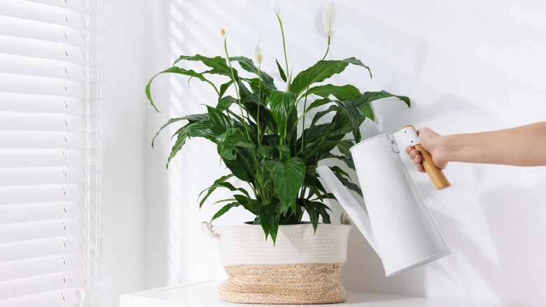 Hands holding a watering can beside a peace lily plant indoors