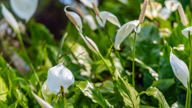 White flowers of peace lily receiving sunlight outdoors