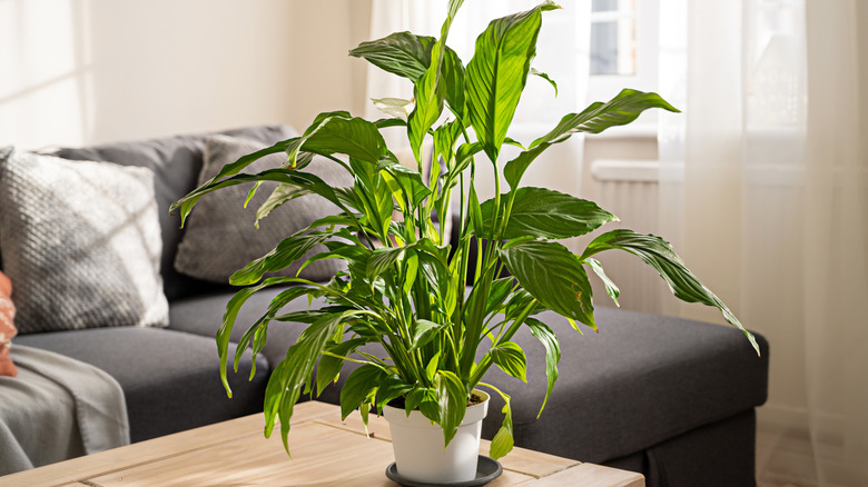 A peace lily plant placed on a coffee table in bright indirect sun