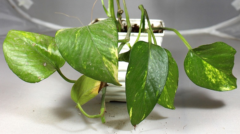 Pothos plant in window sunshine