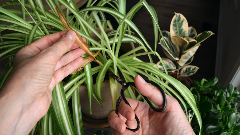 A person trimming the yellowed leaves off of a spider plant