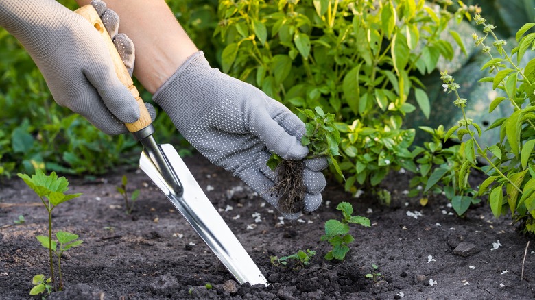 person removing weed from lawn
