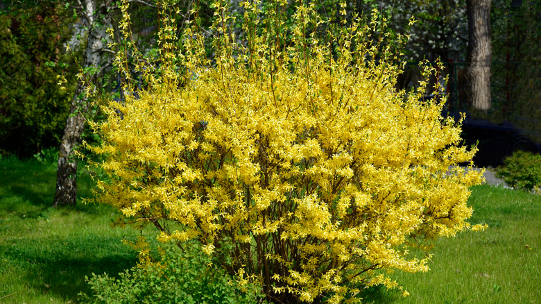 yellow forsythia bush