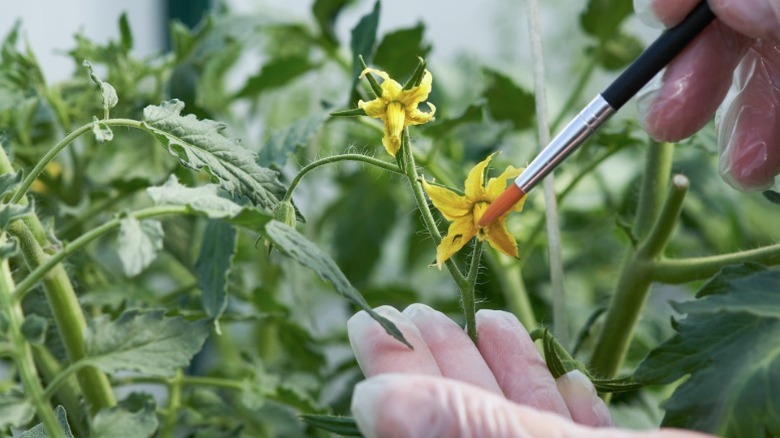 Close-up of hand-pollinating a zucchini flower using fingers to transfer pollen