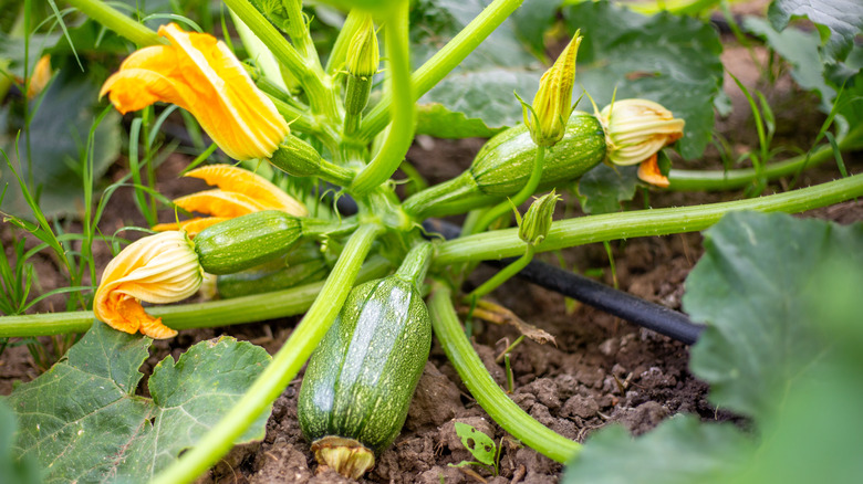 Zucchini plant with small fruits and orange flowers