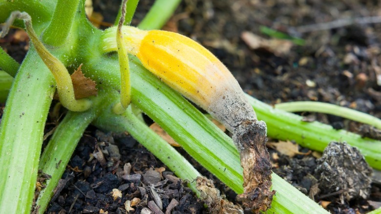 Underdeveloped zucchini fruit showing signs of blossom-end rot due to poor pollination, with yellowing and shriveling at the flower tip.