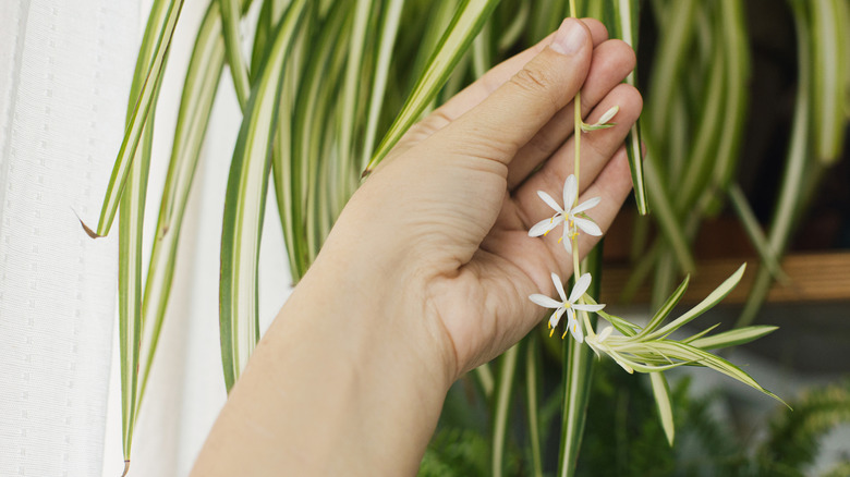 A hand holds the flowering stem of a spider plant.