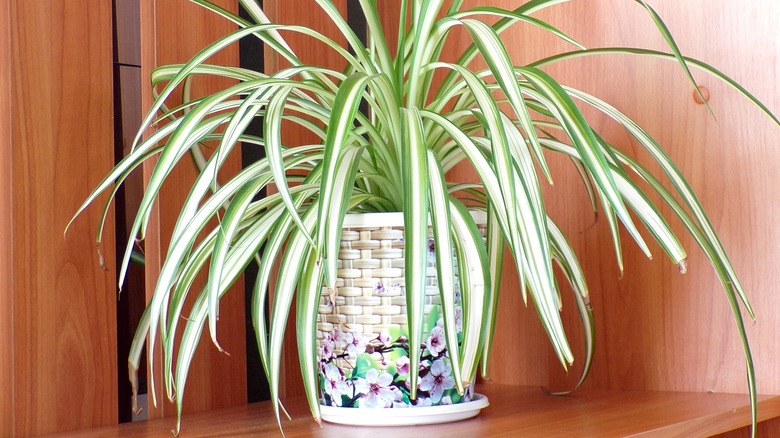A potted spider plant in a bright, warm corner of a room.