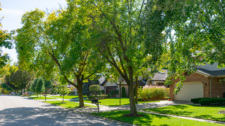 Tall trees lining the street in front of urban houses