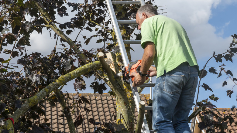 Man standing on a ladder and trimming the branches of a tree