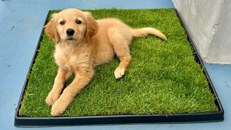Dog lying on Fresh Patch grass