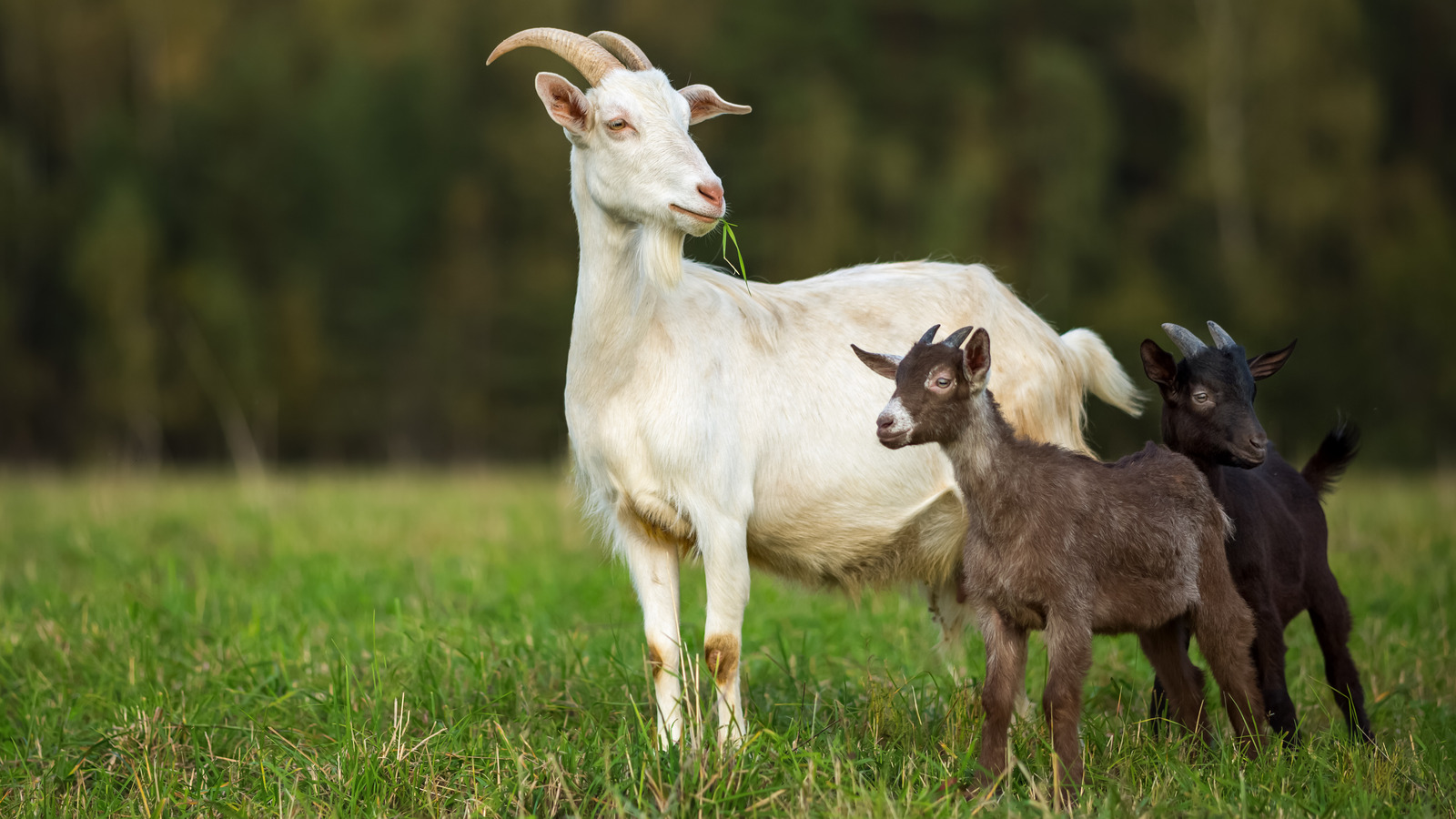 Whatever Happened To Rent A Goat After Shark Tank Season 5?