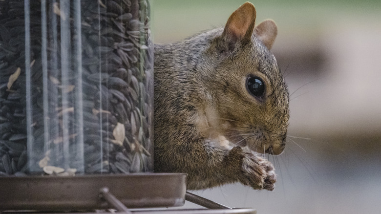 Squirrel clinging to bird feeder