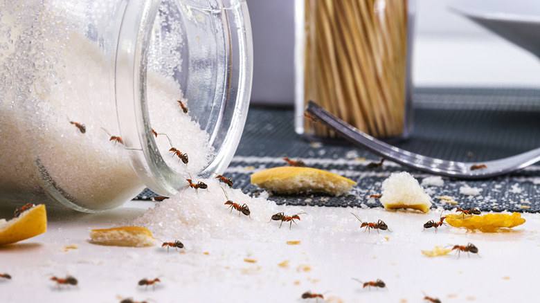 ants crawling on spilled sugar