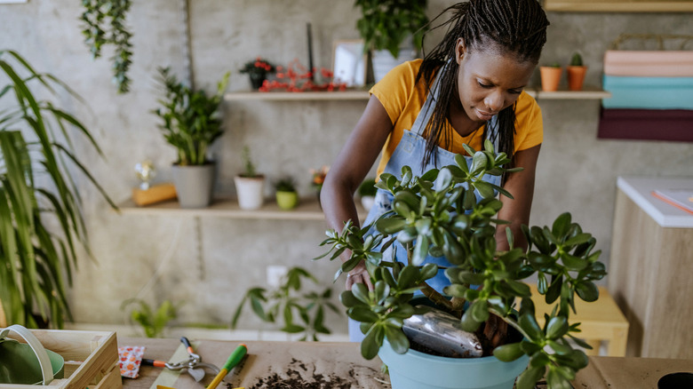 Person repotting a house plant