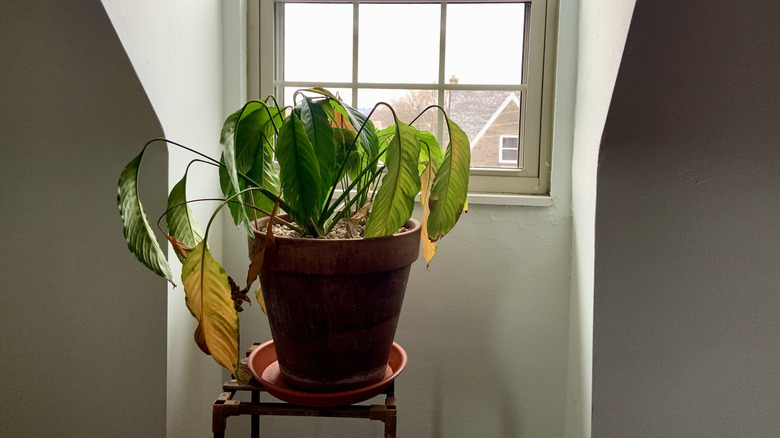 Wilting house plant with yellowing leaves