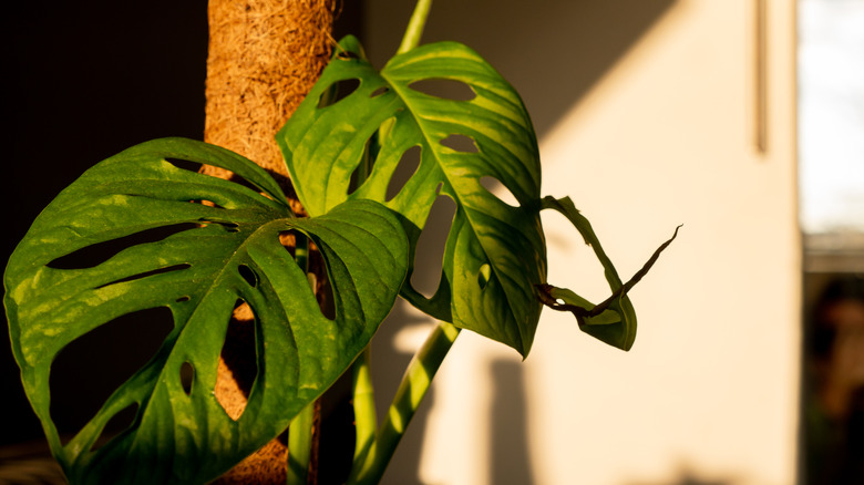 Monstera adansonii leaves 