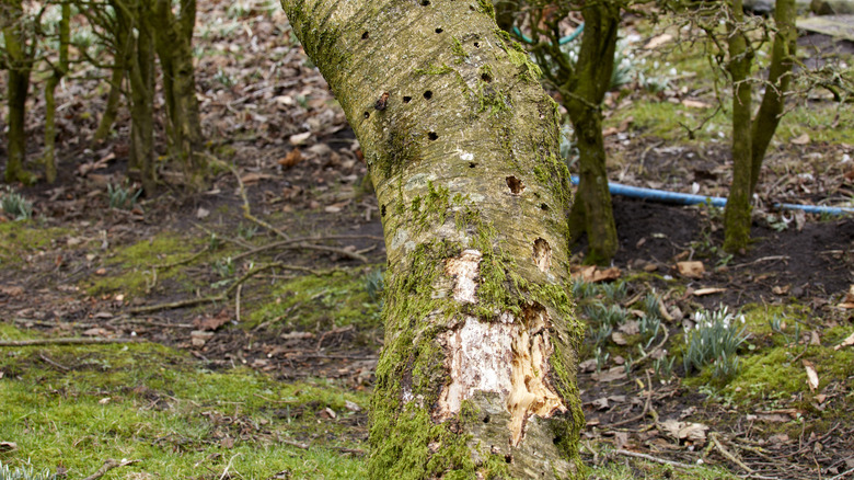 damaged tree trunk in yard