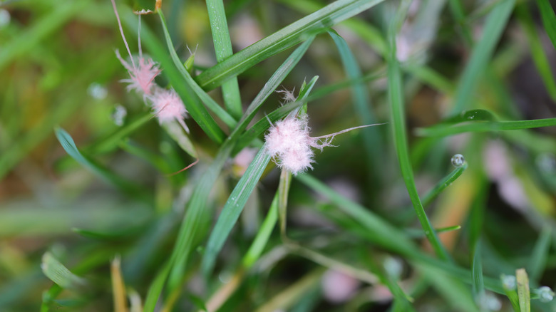 A close up of Laetisaria fuciformis, the red thread disease on grass.