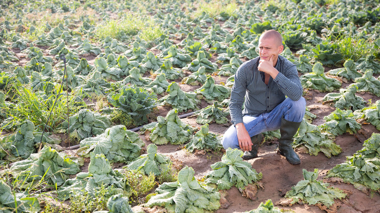 frustrated gardener looking at plants