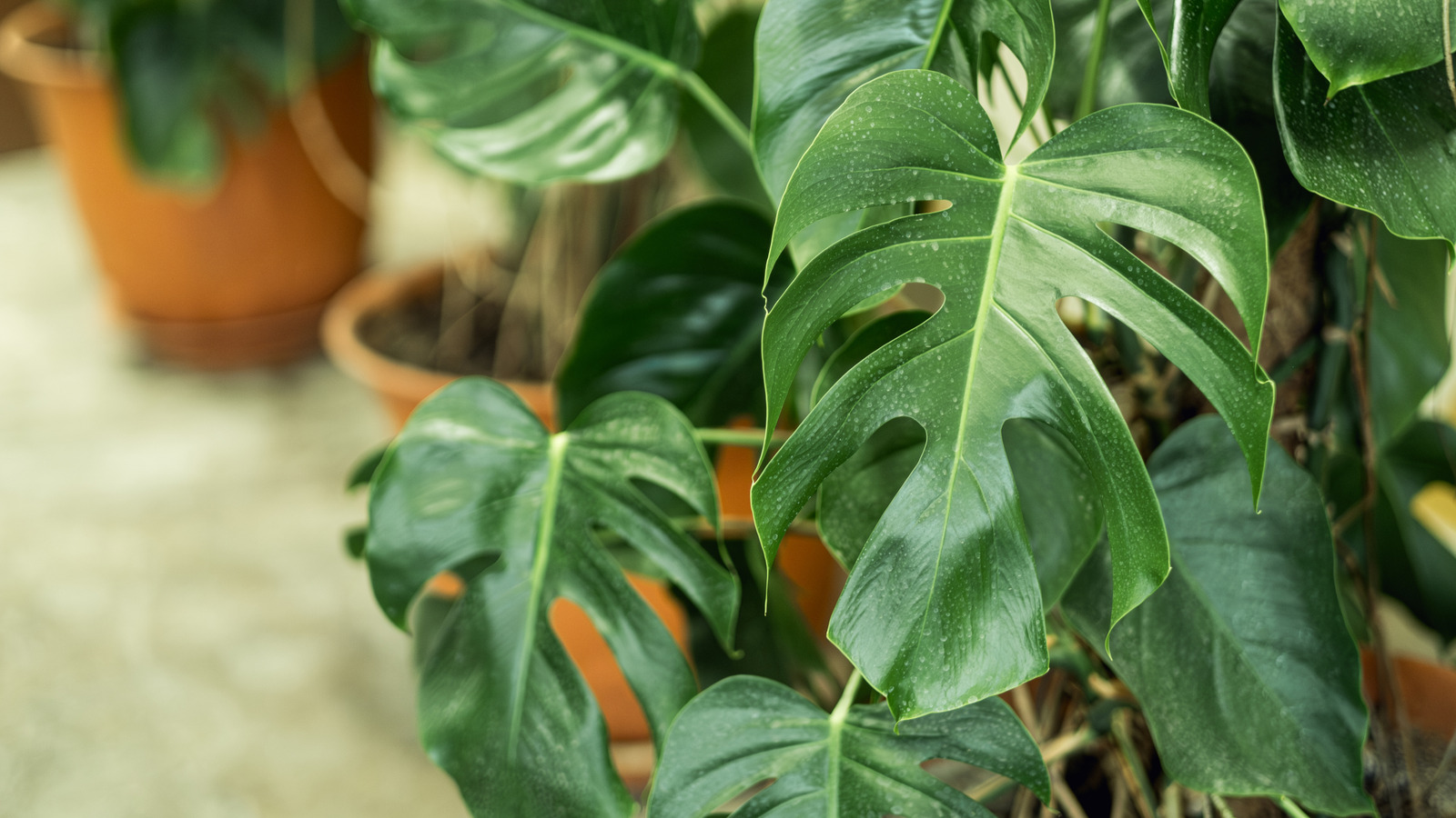What's In A Name? Monstera Vs. Swiss Cheese Plant