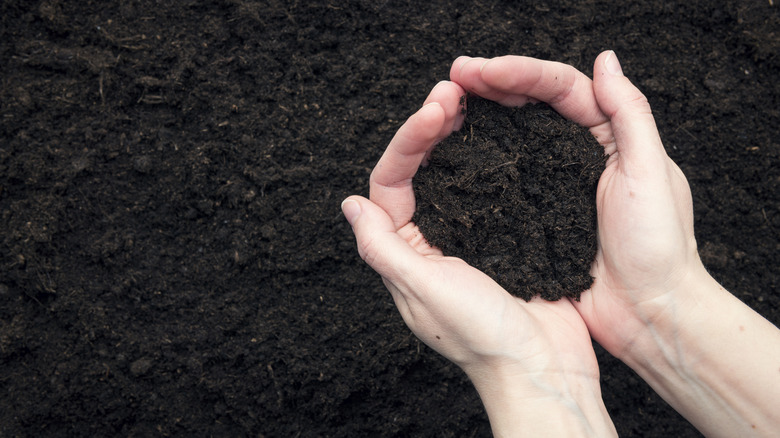 Hands holding dark topsoil with a background of soil.