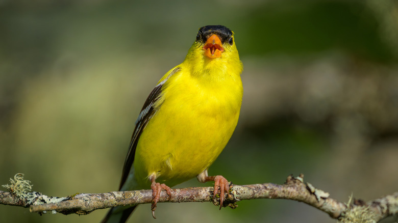 American Goldfinch singing on branch