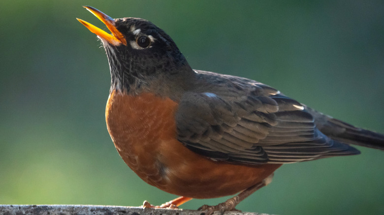American Robin singing on branch