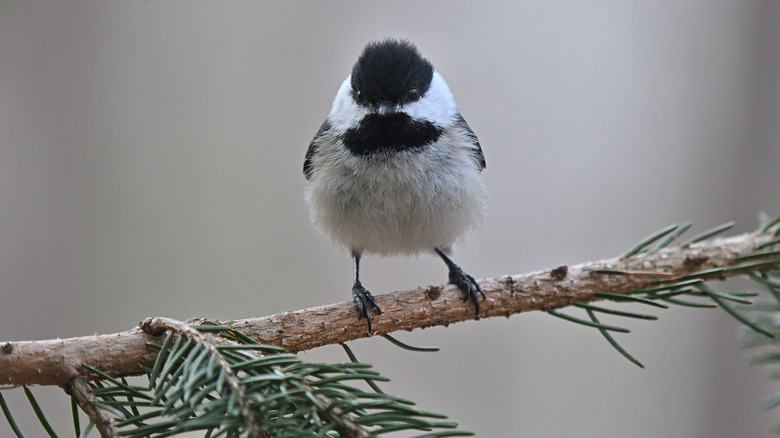 black-capped chickadee on twig