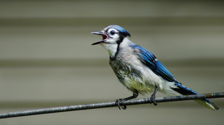 Blue Jay singing on wire