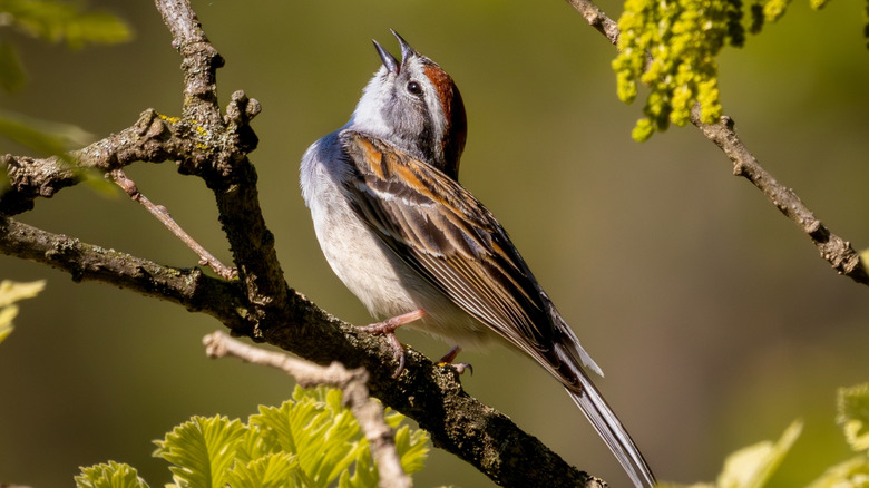 Chipping Sparrow singing on twig
