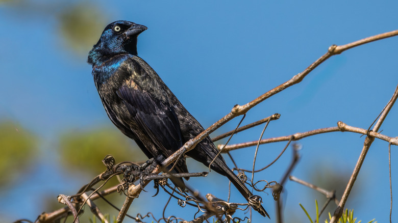 common grackle sitting on branch