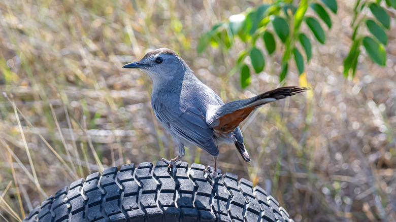 Gray Catbird sitting on tire