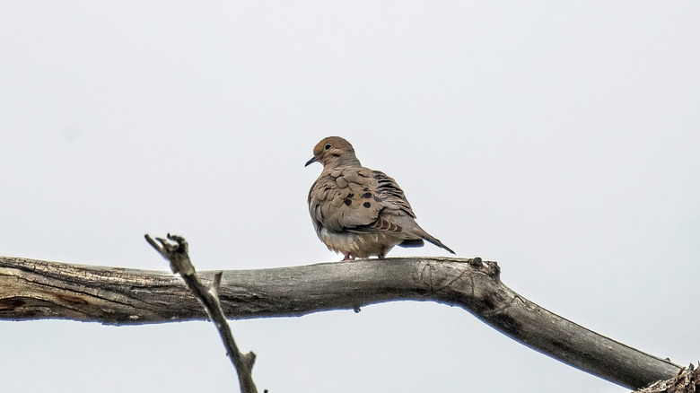 Mourning Dove perched on branch