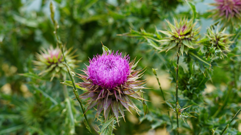 musk thistle bloom and leaves