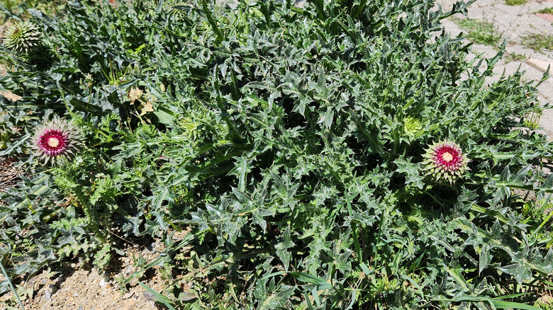 patch of musk thistle