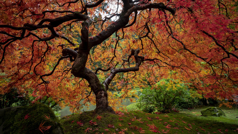 A tall, gnarled Japanese maple with sprawling branches is covered with red, orange, and yellow leaves.