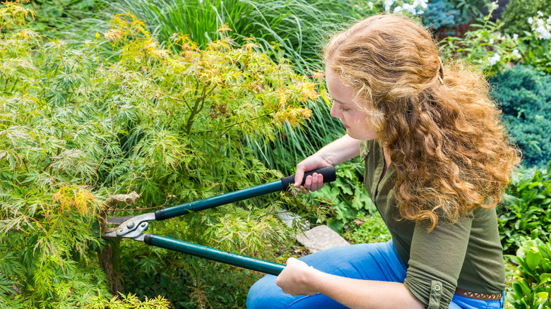 A young woman with wavy blondish-brown hair, wearing a dark green shirt and blue jeans is holding emerald green-handled loppers, poised to prune a Japanese maple with lime green leaves.