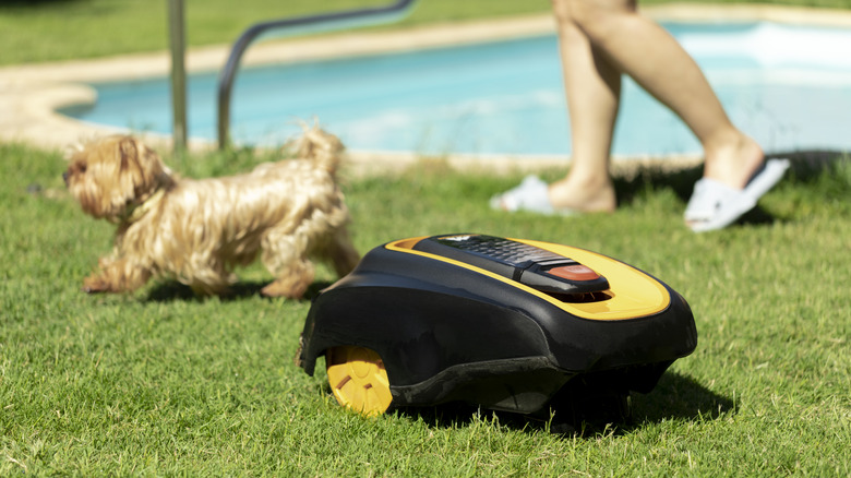A robot lawn mower is mowing the grass near a swimming pool while a dog and woman walk nearby