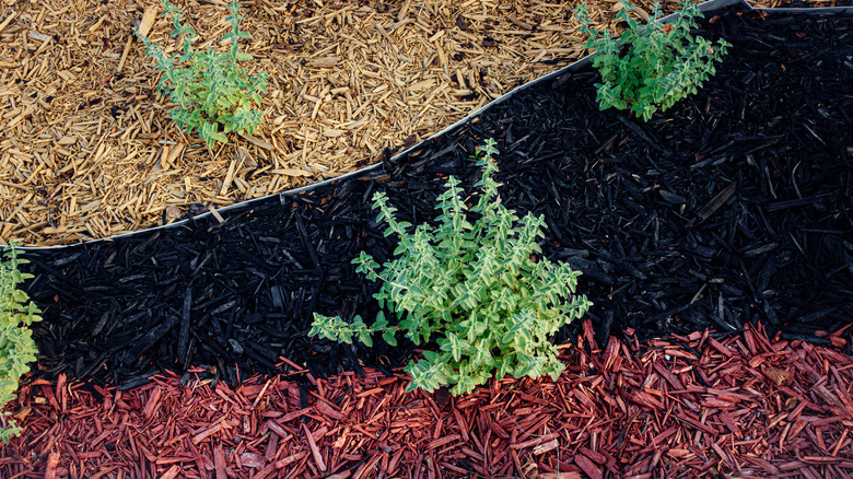 Garden with three different colors of wood mulch