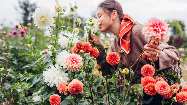 A woman smelling coral pink and white dahlias in a garden